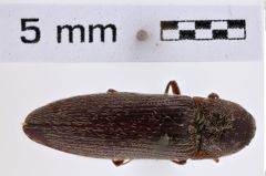 Foto (Dorsalansicht) von Melanotus sagittarius (LeConte, 1853) (NHMW-ZOO-COL-0007784)
